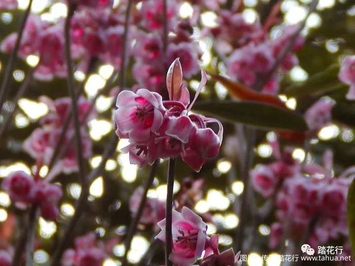 廣東野生吊鐘花