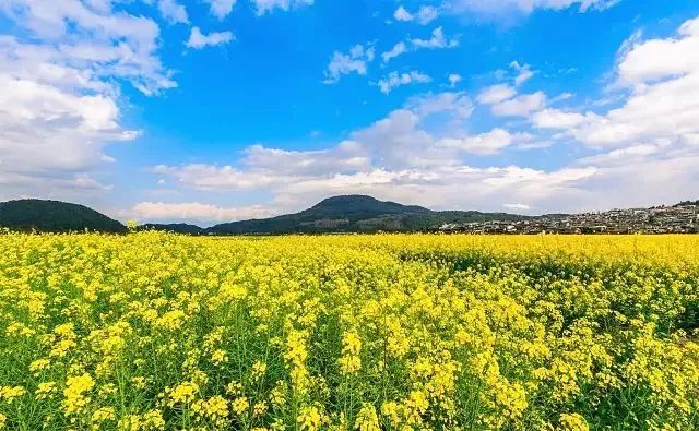 2018年湖南油菜花赏花地图出炉!带你去看金黄的春天!