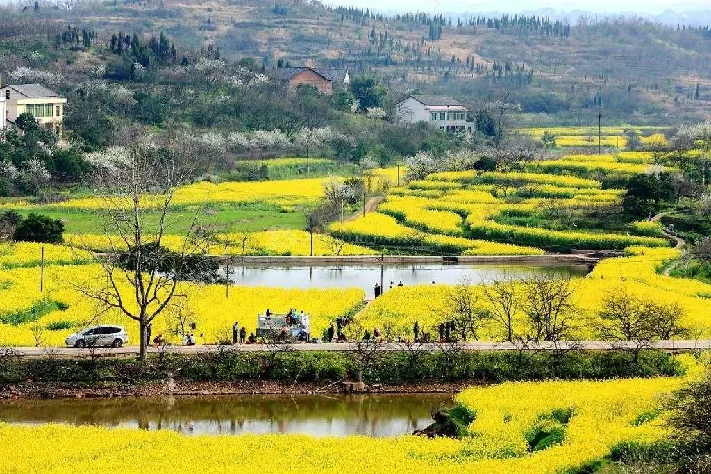 2018年湖南油菜花赏花地图出炉!带你去看金黄的春天!