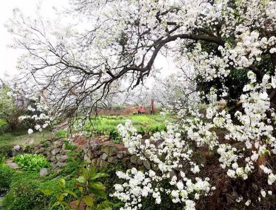 2月25262728號發團花開正好欽州板城梨花園博園一日遊僅售78元