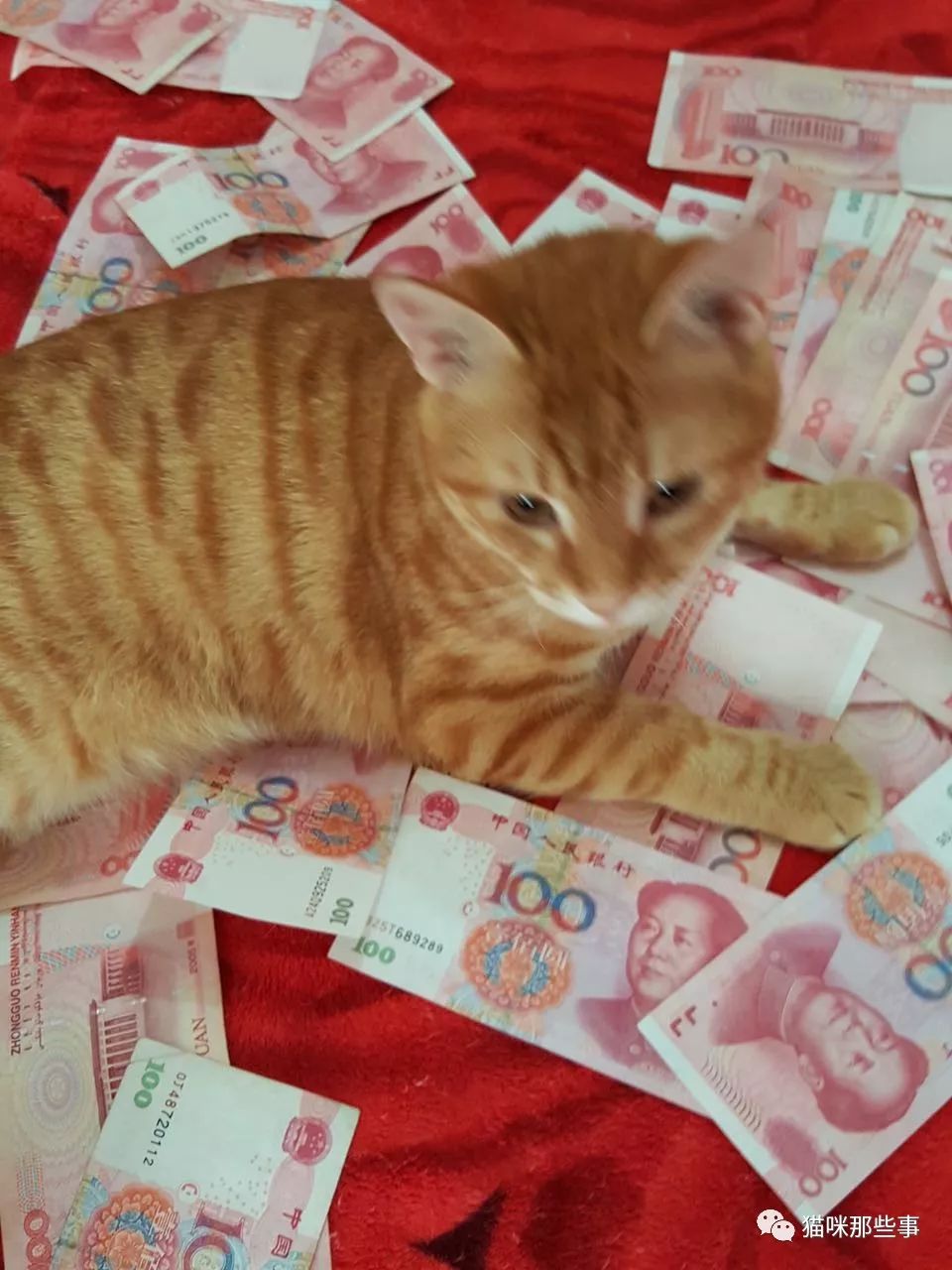 一只猫抱着一沓钱图片图片