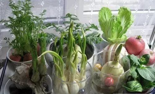 盆栽蔬菜做法图片