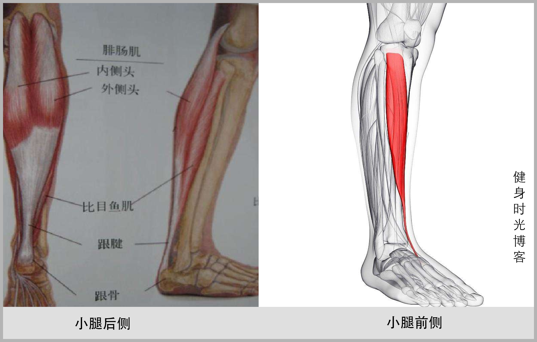 图337 小腿肌（外侧面观）-人体解剖组织学-医学
