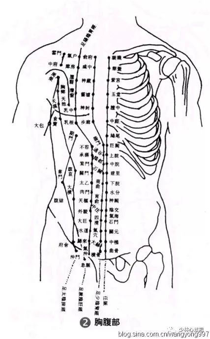 人体胸前的部位名称图图片