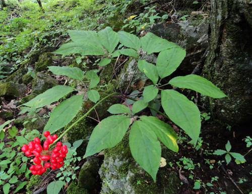 参仙源:人参原植物长什么样?