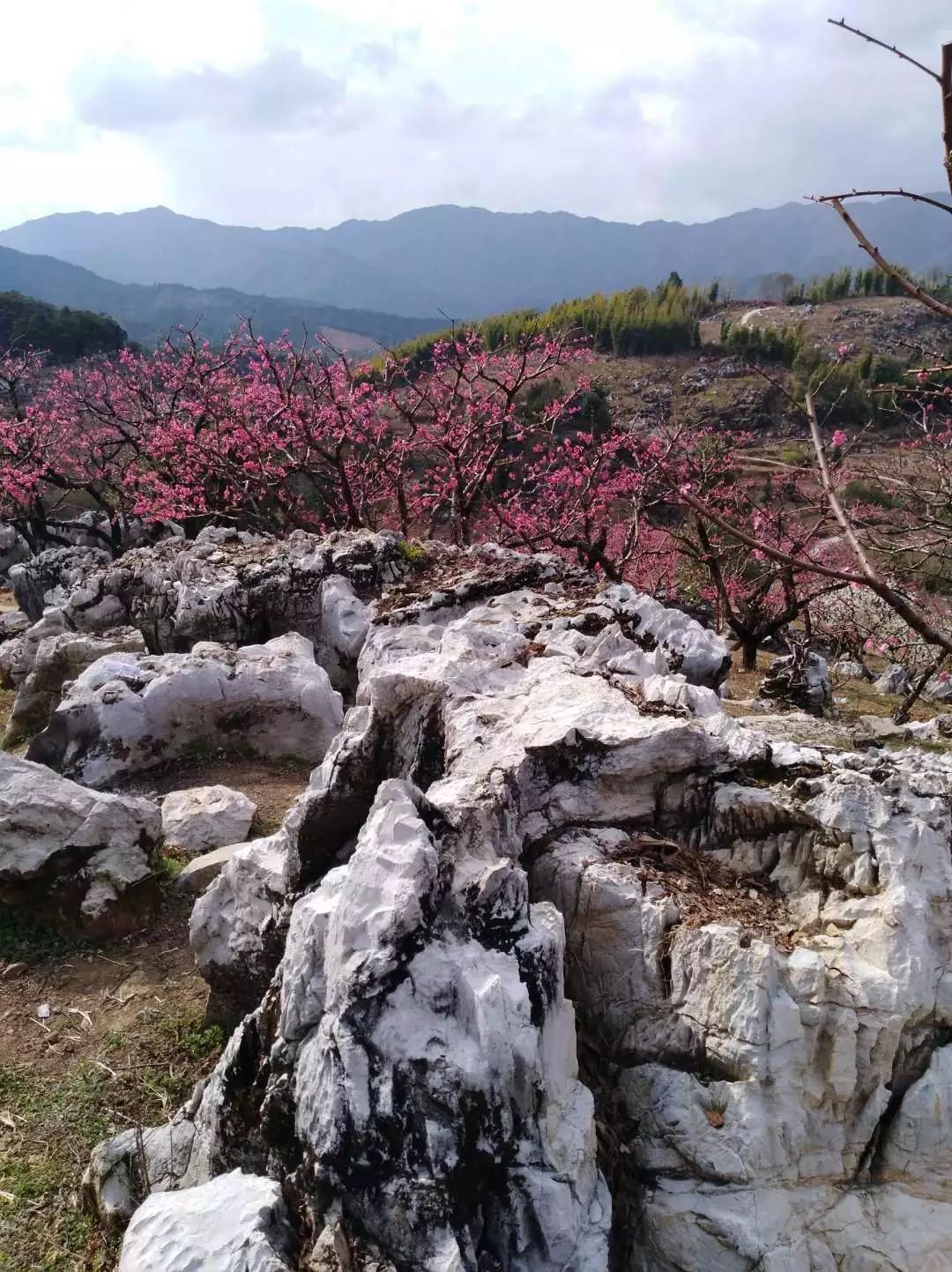 连平县谢松峰图片图片