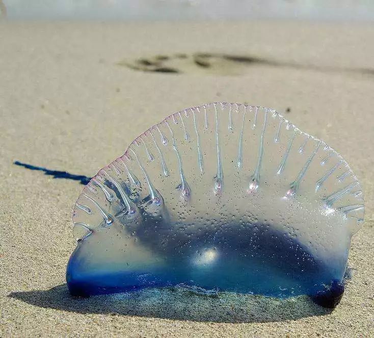 海洋生物梳果冻图片