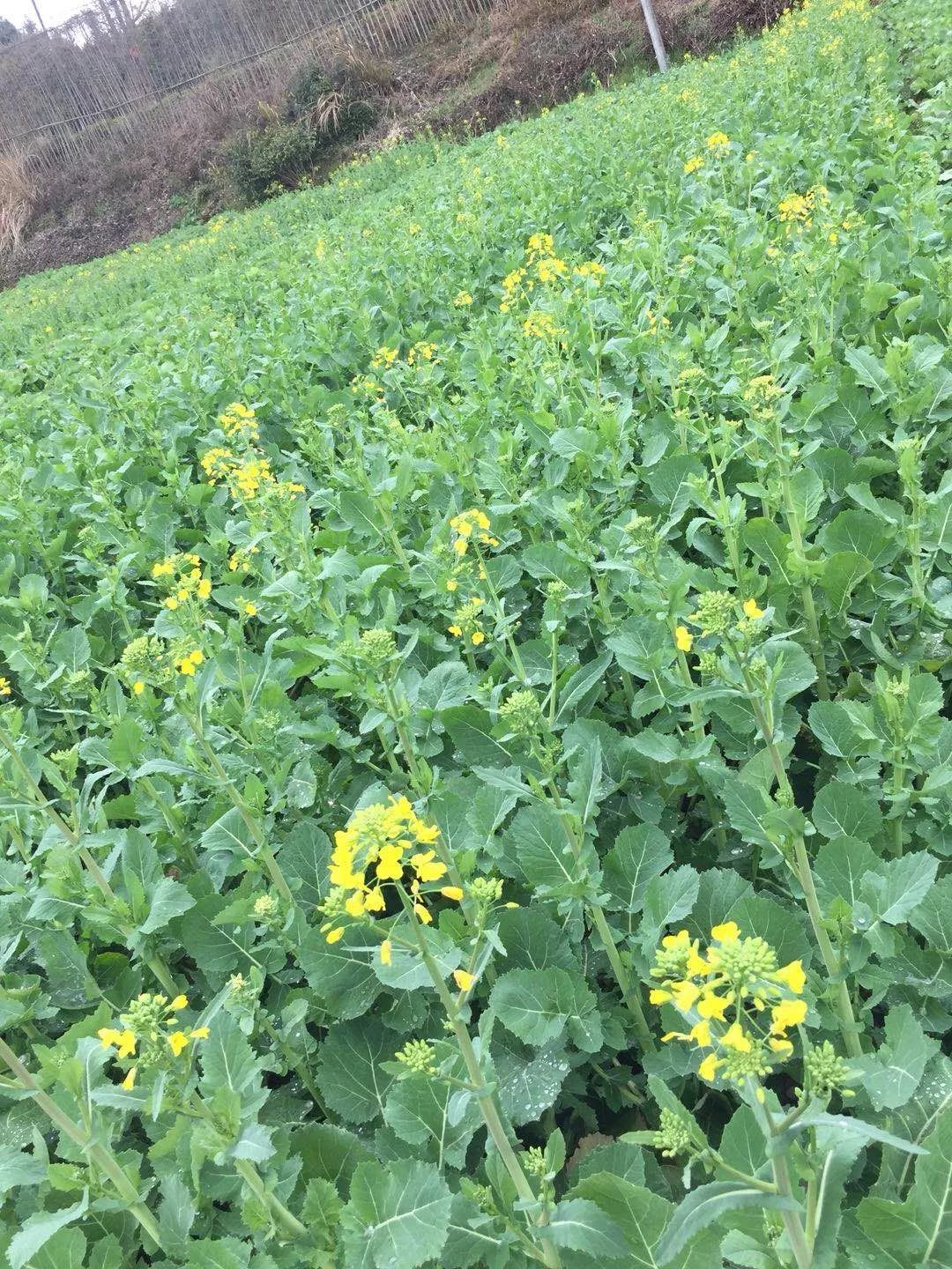 「油菜花情報」:今年婺源最佳賞油菜花的時間是.