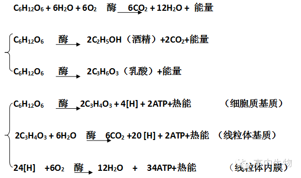 知識彙總丨高中生物反應方程式都在這了