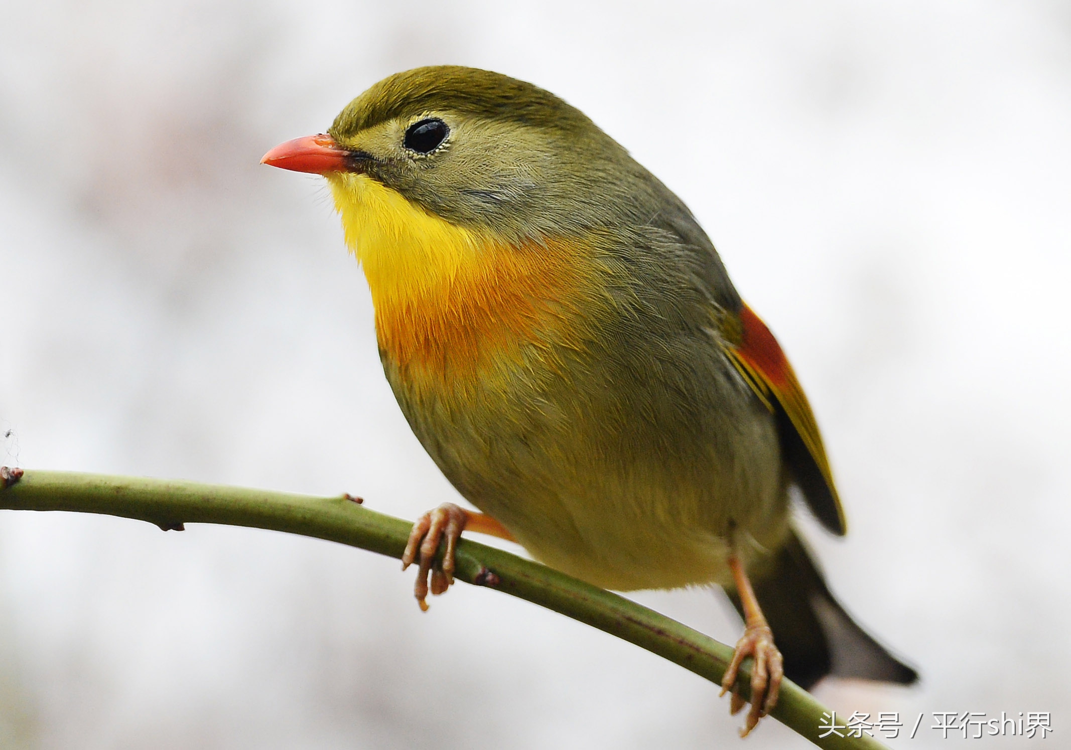 上海早春來,相思鳥在公園梅花枝條間跳躍