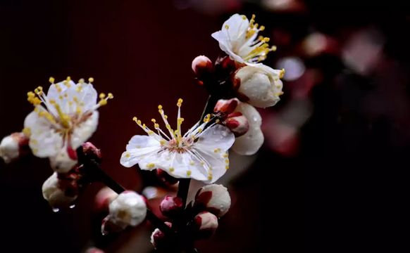 锡山赏梅花好去处约吗