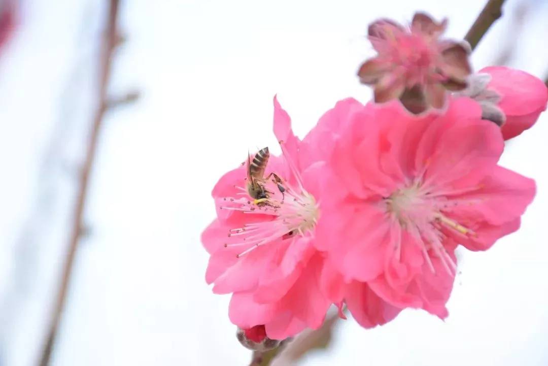 巨峰寺的桃花都開啦今年的桃花節你最想和誰去看