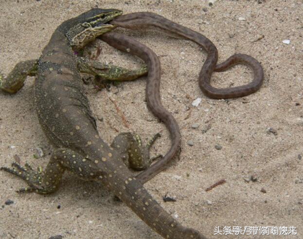 科莫多巨蜥用毒牙大战毒王眼镜蛇