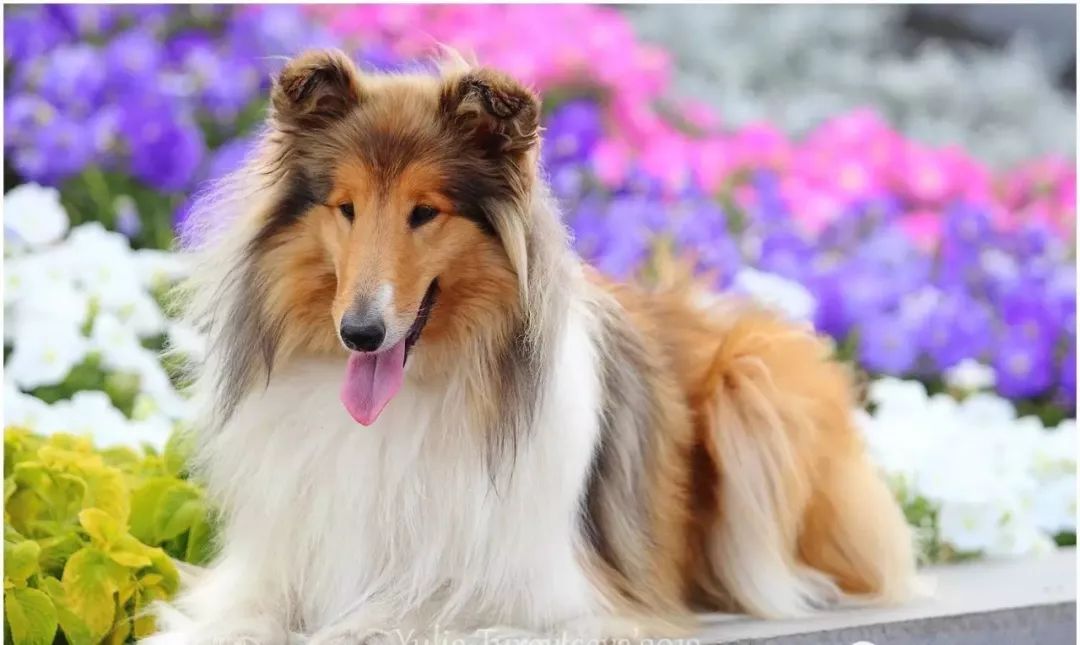 collie [kɑli]蘇格蘭牧羊犬 (rough collie) d