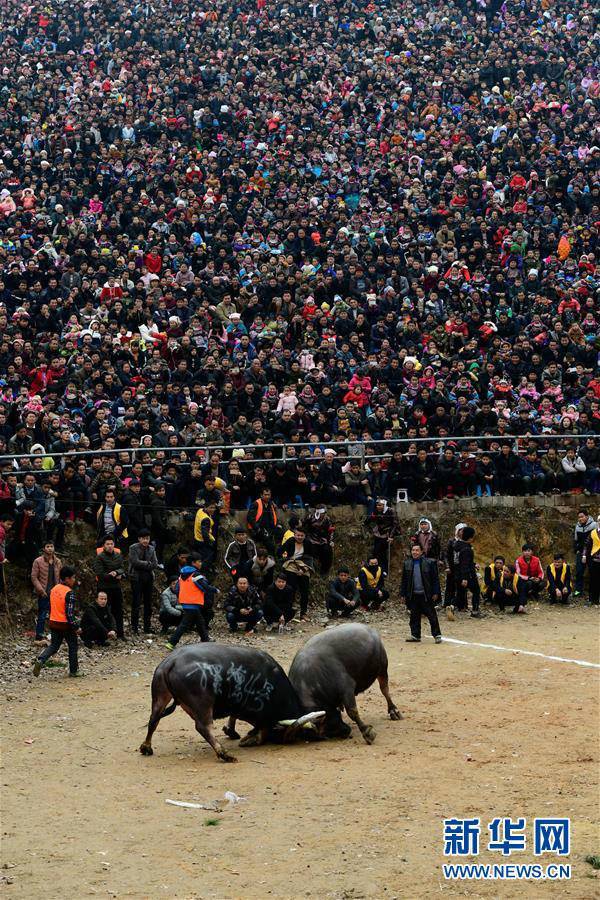 中国贵州斗牛图片