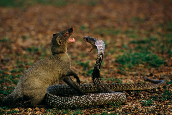 蛇獴,栖息于热带丛林,捕食小动物,也吃眼镜蛇,对蛇毒天然有强抗性,是