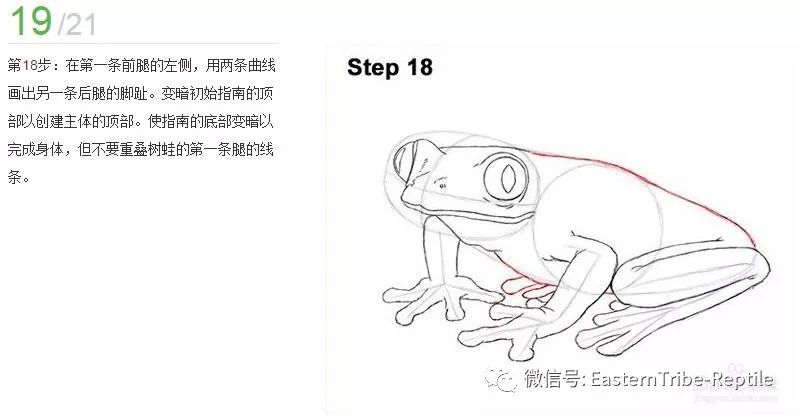 【纯属娱乐】如何绘制一只红眼树蛙agalychnis callidryas,步骤分解