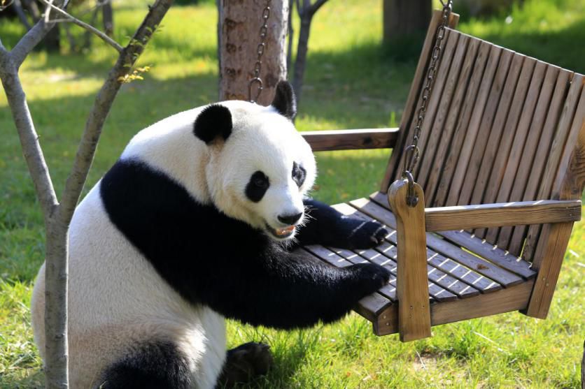 臨沂到濟南野生動物世界的直通車已經開通了每週六發班