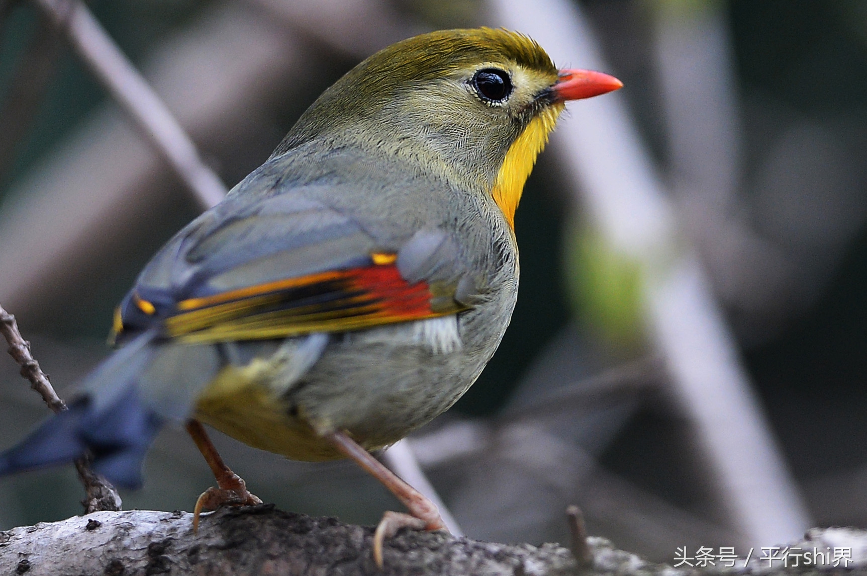 紅嘴相思鳥,又稱相思鳥,紅嘴玉,五彩相思鳥,紅嘴鳥等,因嘴赤紅色而得