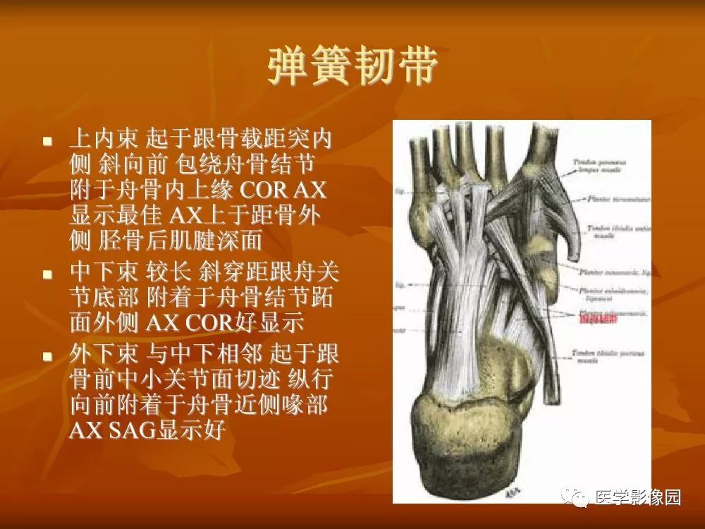 踝关节韧带的解剖及影像表现丨影像天地