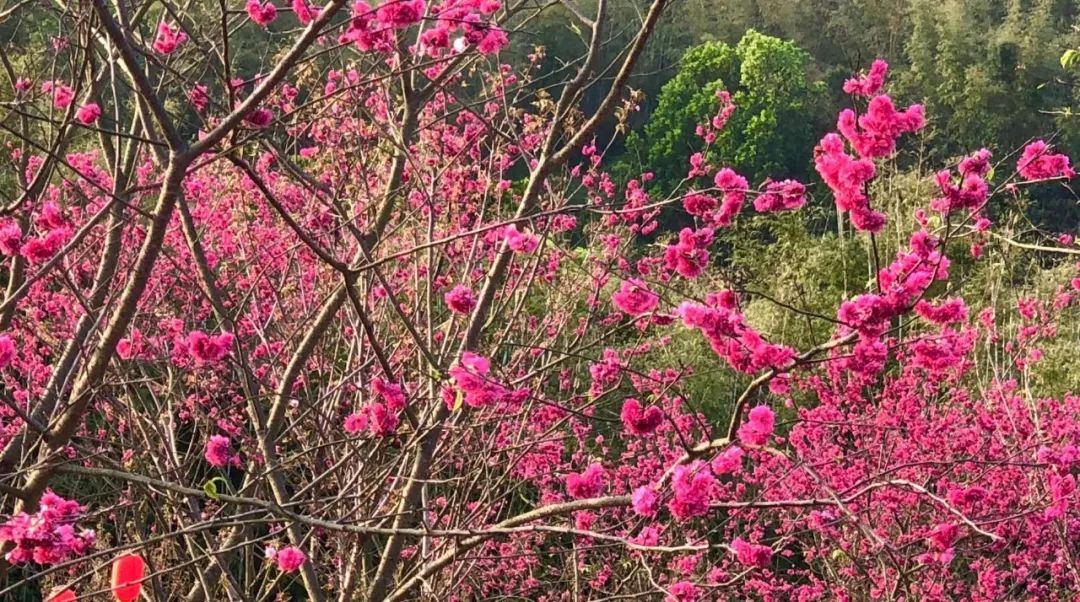 地址:揭西縣櫻山花谷景區(京溪園鎮曾大寮湳池村)地圖導航:高德,騰訊