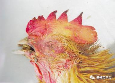 春季鸡常见八大呼吸道疾病的鉴别与诊断(附全量病例图