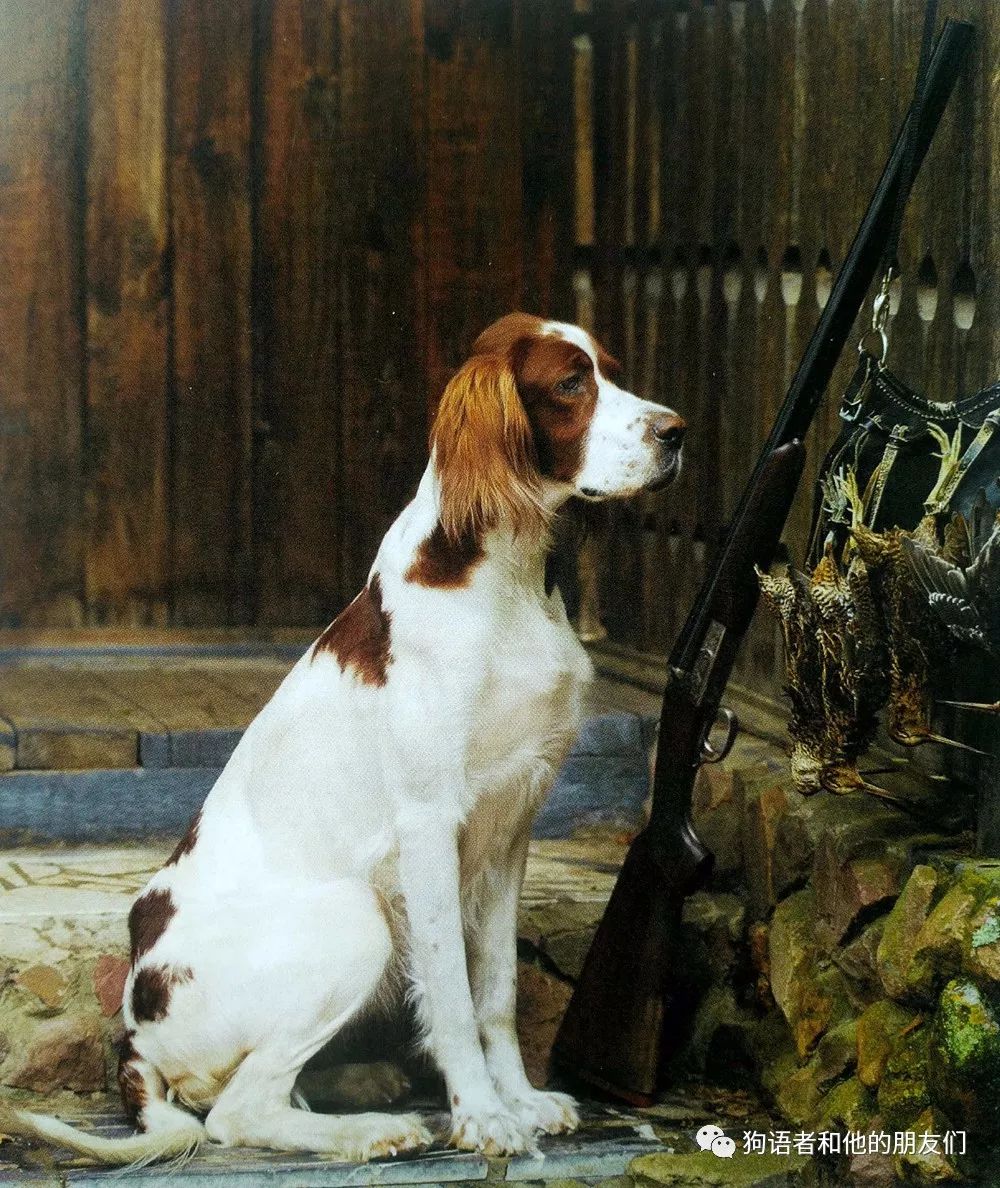 【犬種百科-13-】愛爾蘭紅白塞特犬(irish red and white setter)