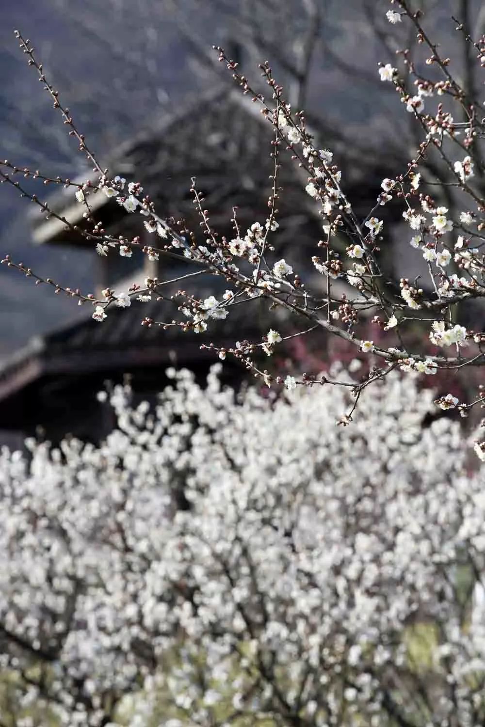 十里梅花香雪海强势上线超山5万株梅花海灵峰探梅植物园香袭人西溪船