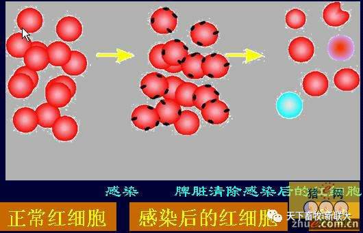 新聯大好獸藥●三維一體驅蟲之-豬附紅細胞體病的科學防控(一)