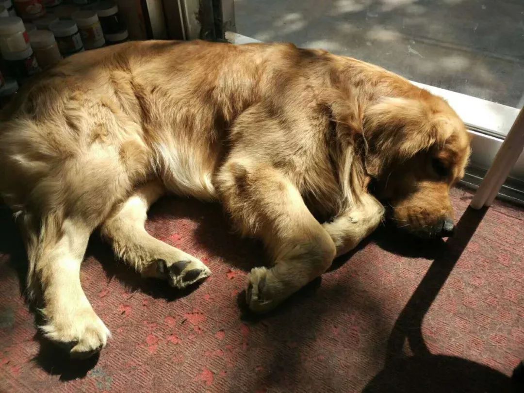 特徵:由於得過犬瘟熱有後遺症鼻子的上部分是乾的 丟失時間及地點