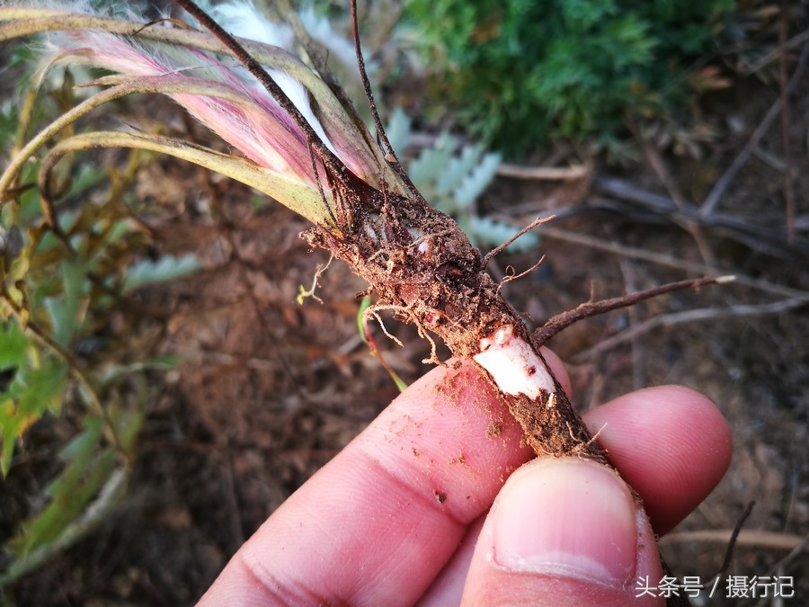 蕨麻含豐富澱粉,可治貧血和營養不良等,又可供甜制食品及釀酒用;根含