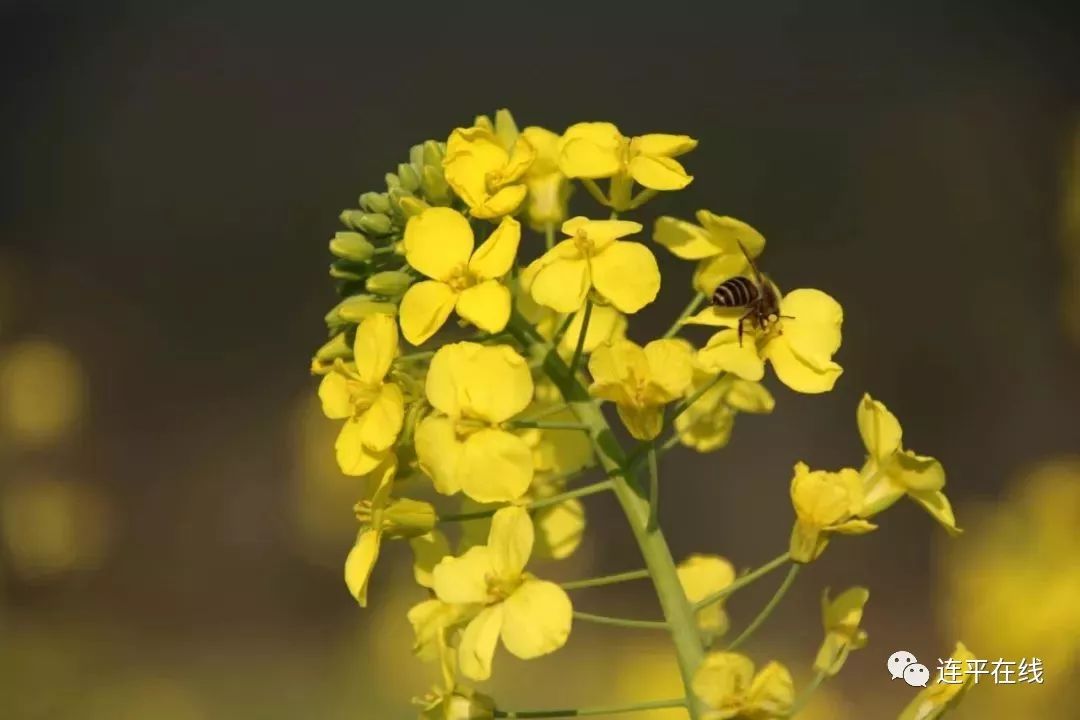 美爆了上坪這一大片油菜花盛開正當時小夥伴們約起來