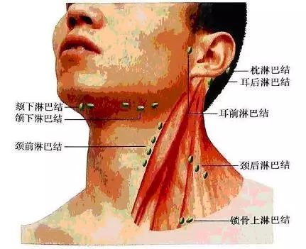 頸部及鎖骨上淋巴結分佈