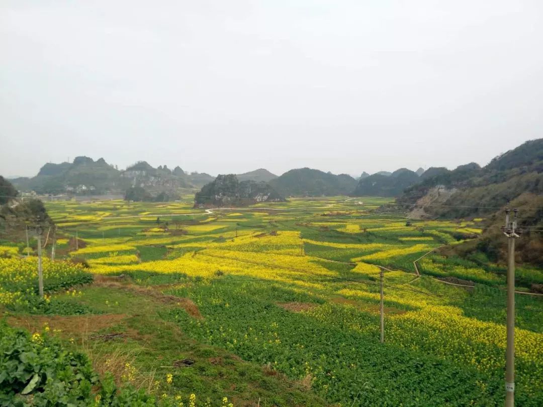 看油菜花海不用去羅平了咱六枝抵簸已被油菜花海包圍走起