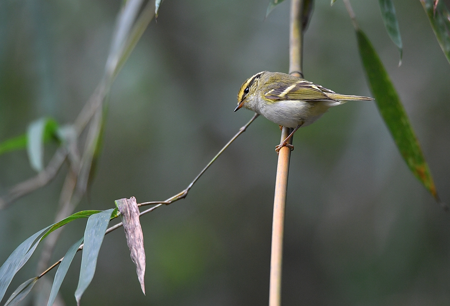 野外觀鳥黃眉柳鶯