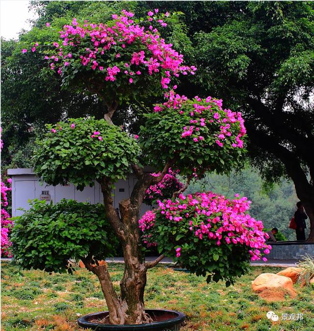 最吉祥的三十种庭院主景树,开春了在院子里栽一棵