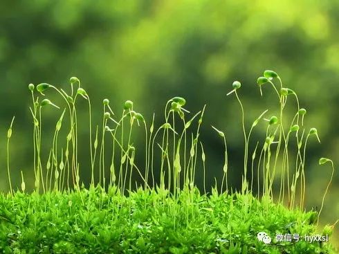 汉语教学青苔有花吗苔花是何物苔花欣赏大全