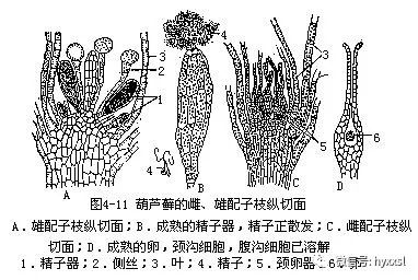 苔藓颈卵器结构图片