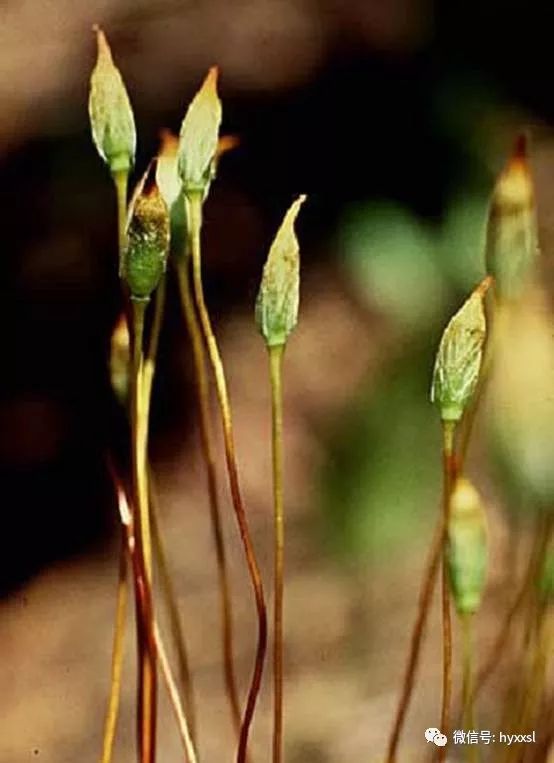 孢子體苔蘚孢子囊苔蘚植物孢子囊精子器頸卵器,精子器和精子葫蘆蘚的