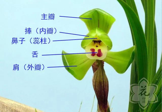 大花蕙兰的结构解剖图图片