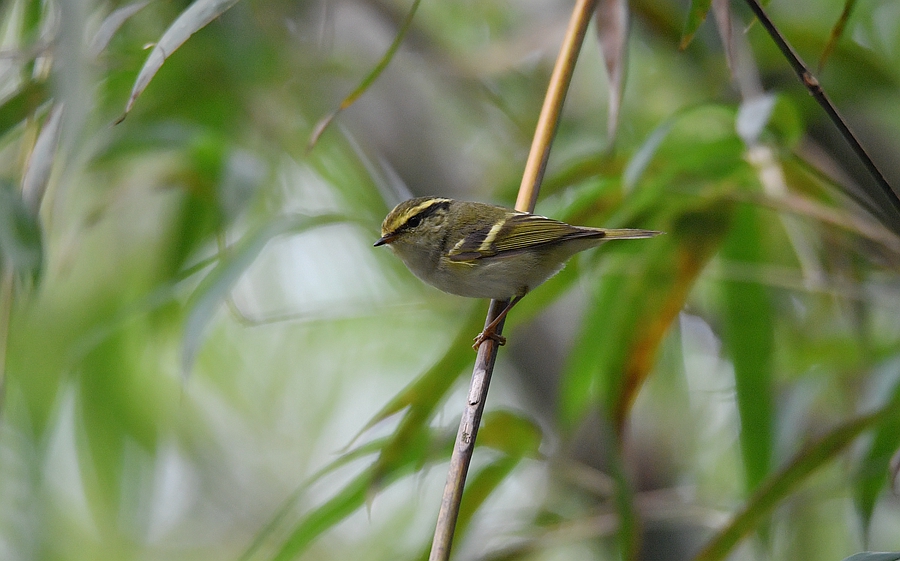 野外觀鳥黃眉柳鶯