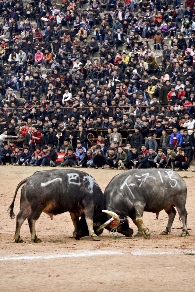 貴州牛王激烈角逐 遊客稱堪比西班牙鬥牛場