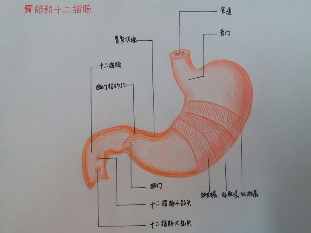 【科普讲堂】省二中医院这碗"粥"暖心又安胃