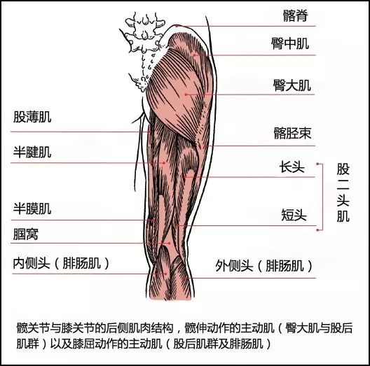 大腿后面肌肉名称图片