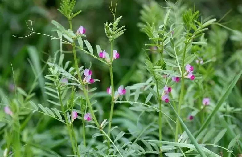 薇(救荒野豌豆)