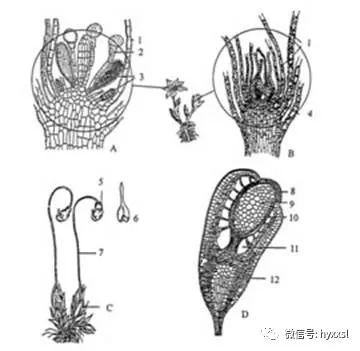 葫芦藓精子器结构图片