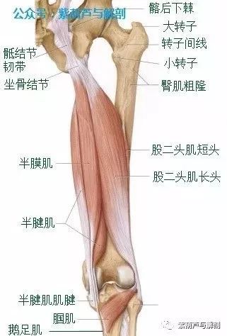 腘肌准确位置图片图片