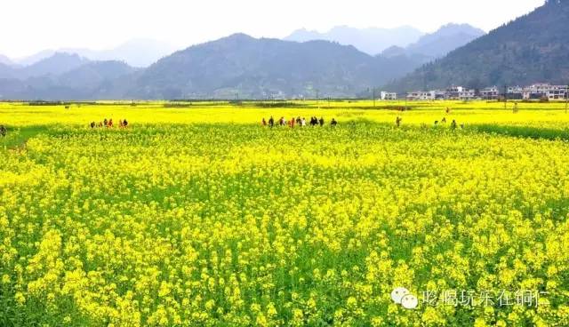 2018铜仁赏花攻略 01 路腊万亩 野樱花 赏花时期 3月-4月 地址