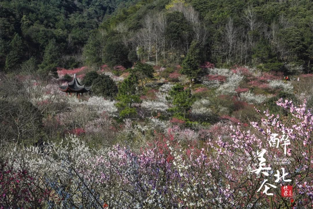 九峰山梅花实时播报.