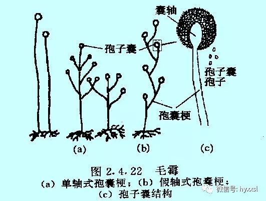bract)某些苔藓植物(如葫芦藓)配子体雄枝顶端,围绕在精子器周围的较